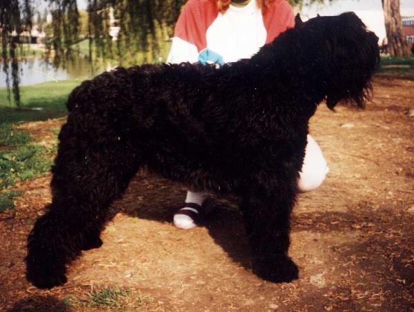 Pendragon Edna | Bouvier des Flandres 