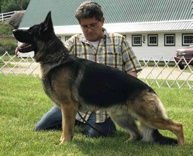 Kysarahs Chevy Strong | German Shepherd Dog 