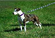 Silent's Apache Rain (Pache) | American Staffordshire Terrier 