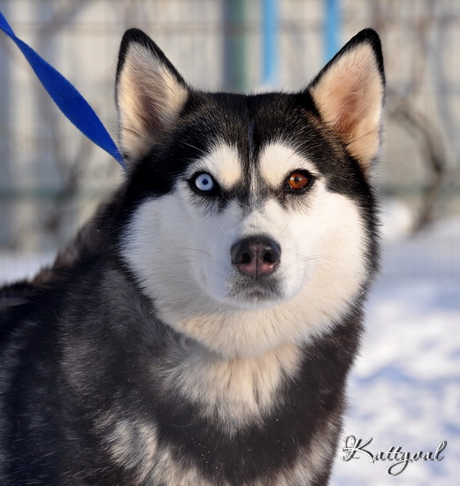 Debora | Siberian Husky 