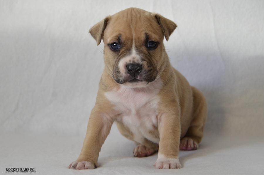 BRIDGET ROCKET BABE FCI | American Staffordshire Terrier 