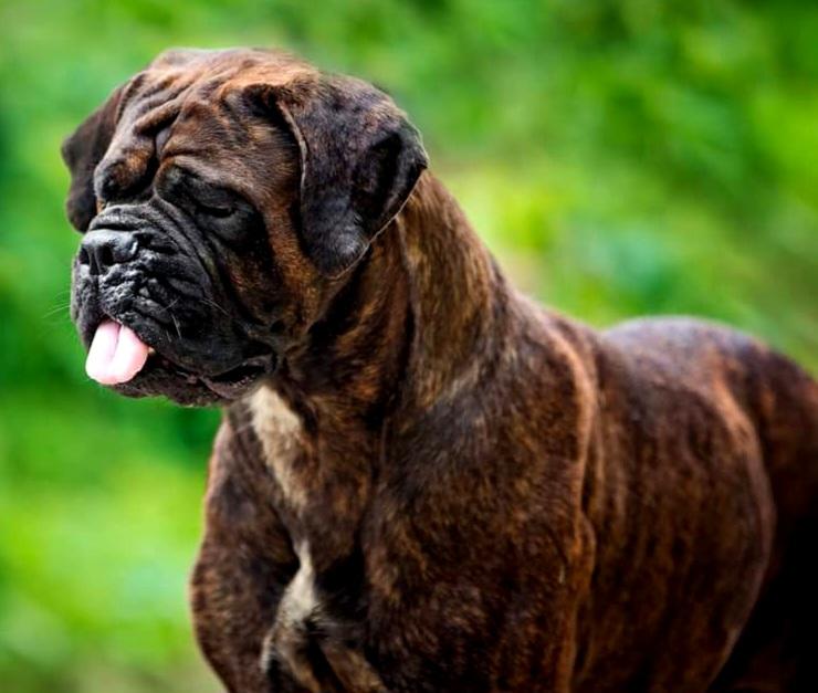 VOLCANO II Nestor Notabilis FCI | Bullmastiff 