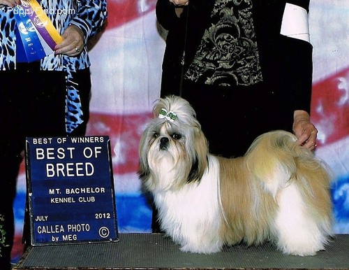 Mei-Hua Showboat Pi Te | Shih Tzu 