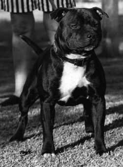 Parkstaff Colonial Boy | Staffordshire Bull Terrier 