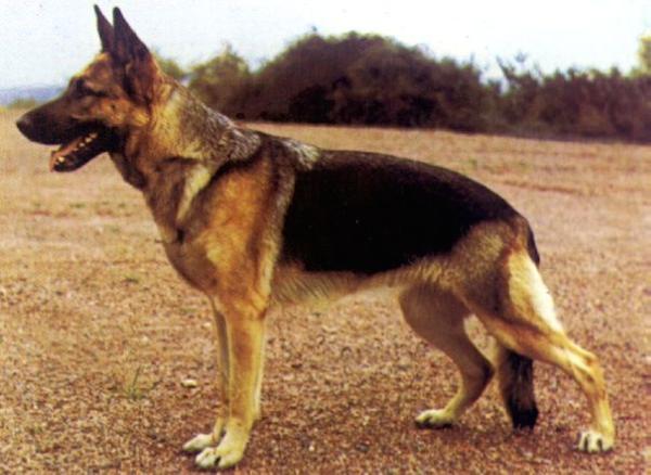 Ondra von Ecclesia Nova | German Shepherd Dog 