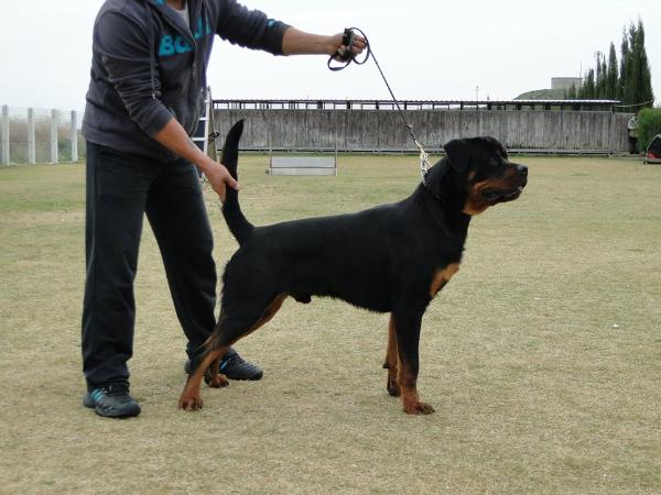 Ceazar Vom Nemean Lion | Rottweiler 