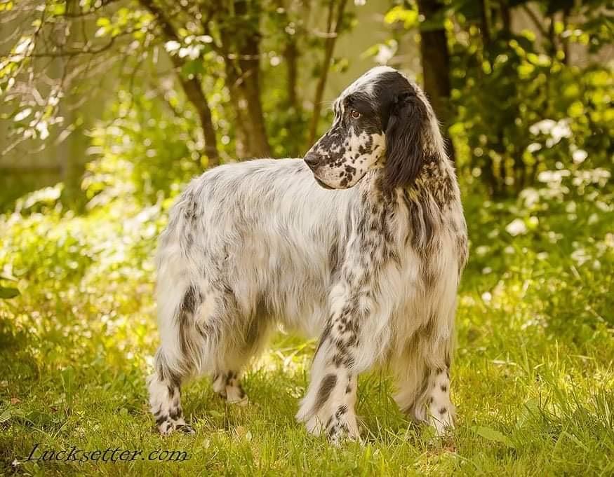 LUCKSHERAY ROCKY'N'ROLL | English Setter 