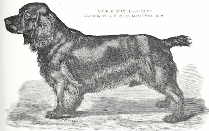 Jersey (1887) AKC 008519 | American Cocker Spaniel 