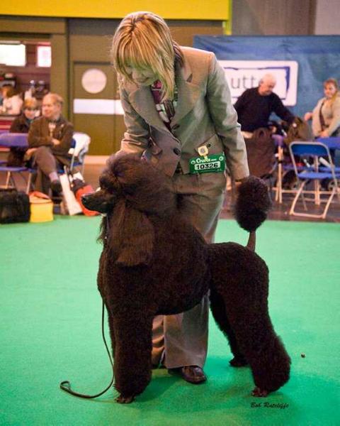 Darbia Sugar Babe | Poodle 