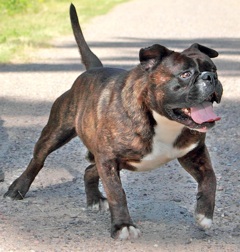 Big River's Razor | Olde English Bulldogge 