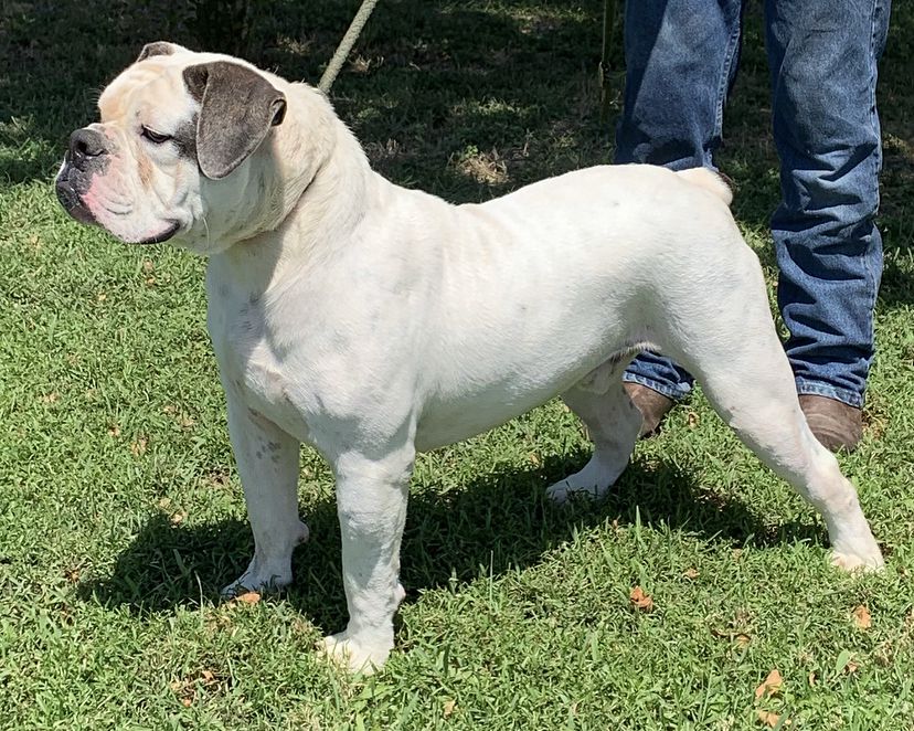 Monster’s Huckleberry | Olde English Bulldogge 