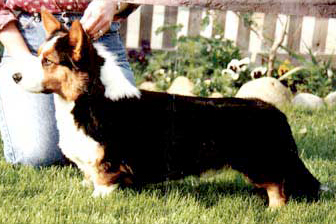 Spectrum Harlem Shuffle | Cardigan Welsh Corgi 