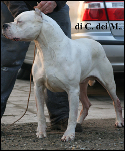 Angelo di Casa dei Marchesi | Argentine Dogo 