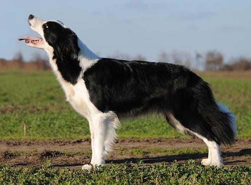 Emerald Isle of Bordertreowe | Border Collie 