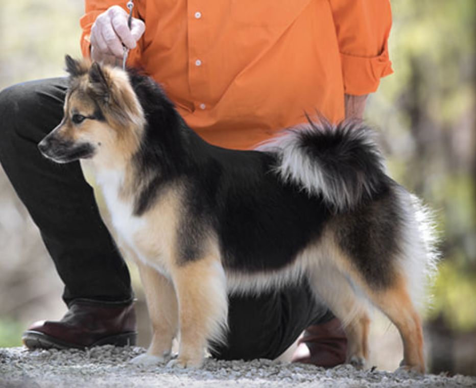 Vinlands Kippa Jane | Icelandic Sheepdog 
