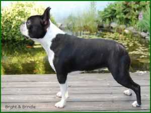 CHRISMA'S JOY AT Bright &amp; Brindle's | Boston Terrier 