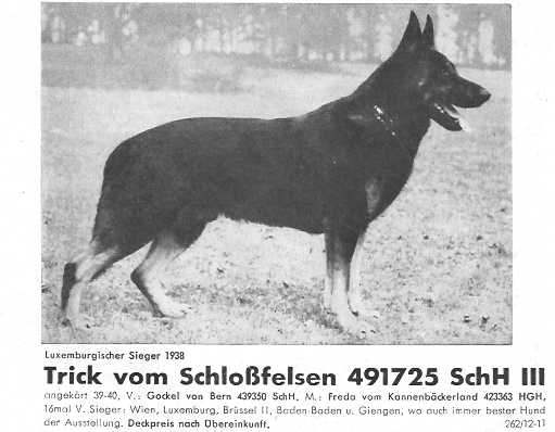 Trick vom Schloßfelsen | German Shepherd Dog 