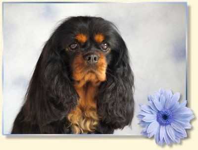 Samantha Vom Wesereck | Cavalier King Charles Spaniel 