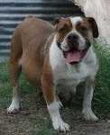 FMR's Keeba | Olde English Bulldogge 