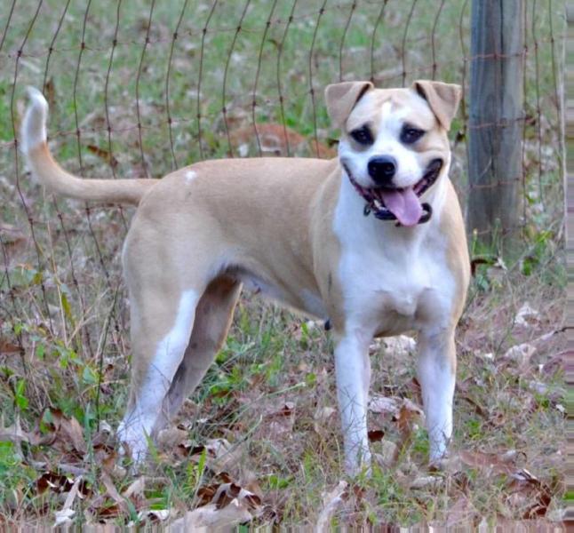 Sweet Tea of A.S. | American Bulldog 