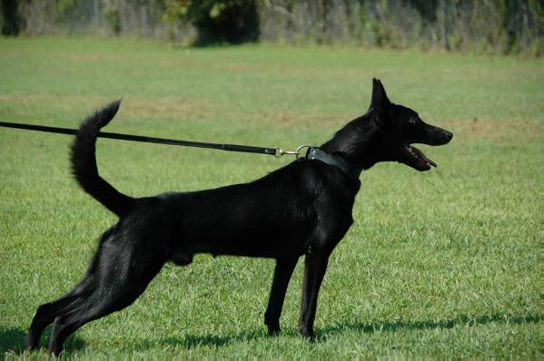 Storm | Belgian Malinois 