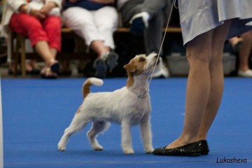 Algrafs Avrora | Jack Russell Terrier 