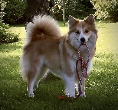 Godrumgaard's Lippa | Icelandic Sheepdog 