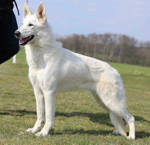 Flou Diavolocane | White Swiss Shepherd Dog 