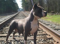 Mosleys River | American Pit Bull Terrier 