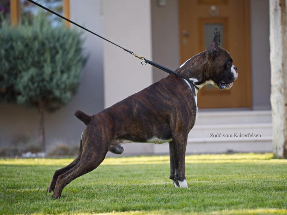 ZODD VOM KAISERFELSEN | Boxer 