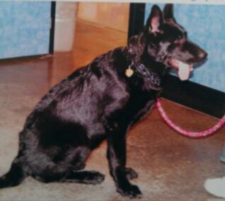 kash money von wriski | German Shepherd Dog 