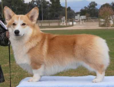 Taylormade just for me | Pembroke Welsh Corgi 