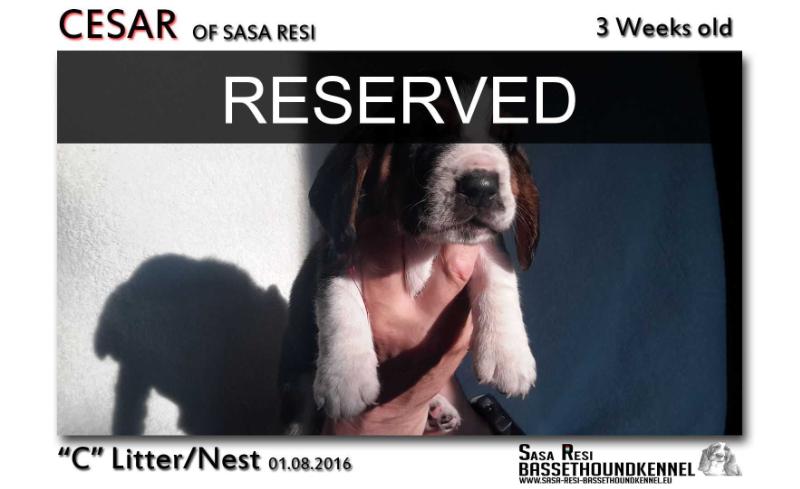 Cesar of Sasa Resi | Basset Hound 