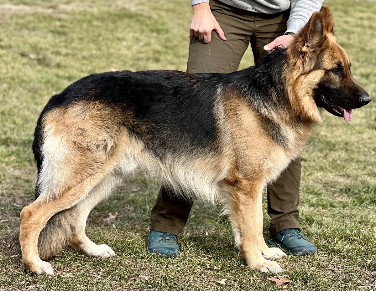 Vmh's Timber Wolf | German Shepherd Dog 