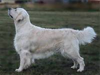 Lad unity loengrin | Golden Retriever 