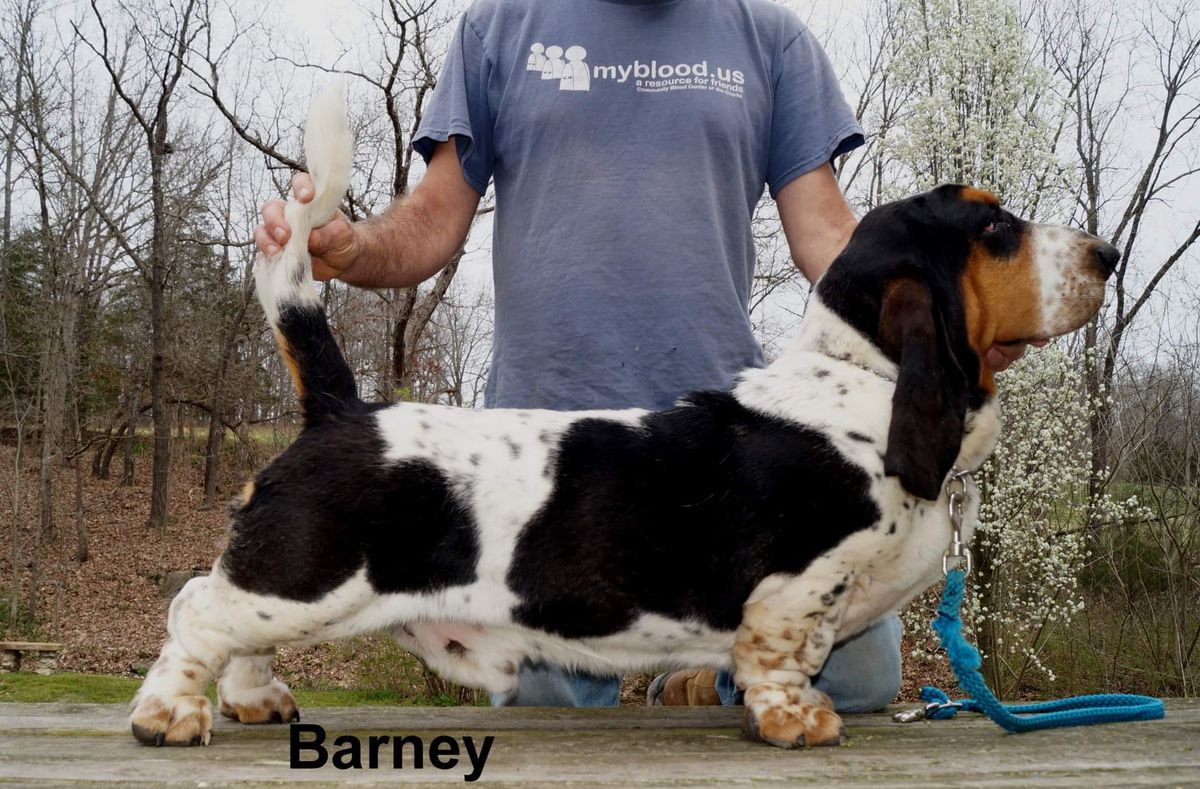 Bedrocks Barney of Stonewall | Basset Hound 