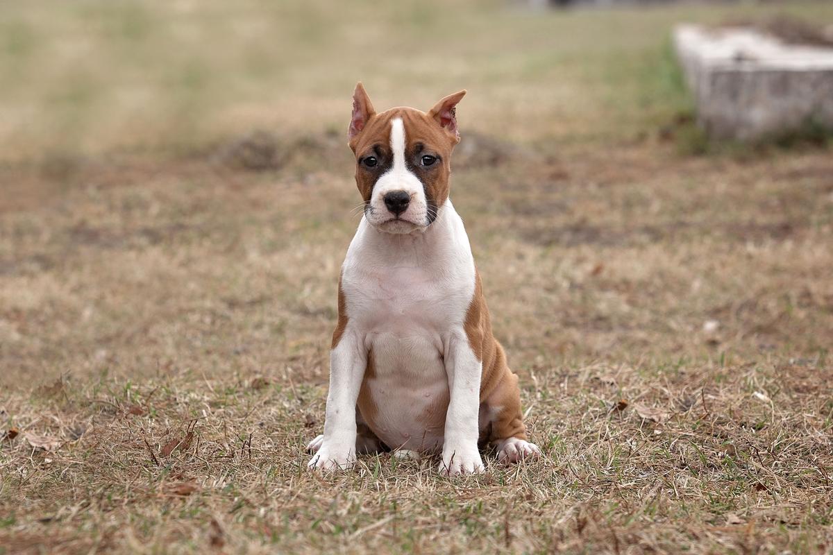 Pride Spartanis Ivori | American Staffordshire Terrier 