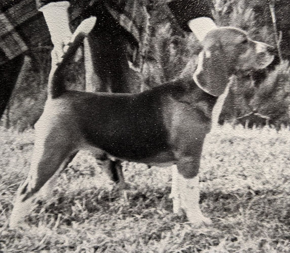 Keystone Cardan Chloe | Beagle 