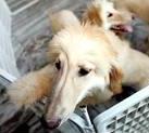 Bona (Clone) South Korea | Afghan Hound 