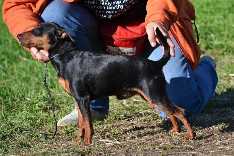 SOLO TIKRAS BICIULIS | Miniature Pinscher 