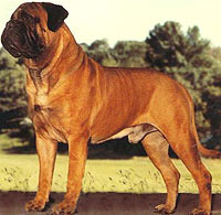 Blackslates Boston Brahmin | Bullmastiff 