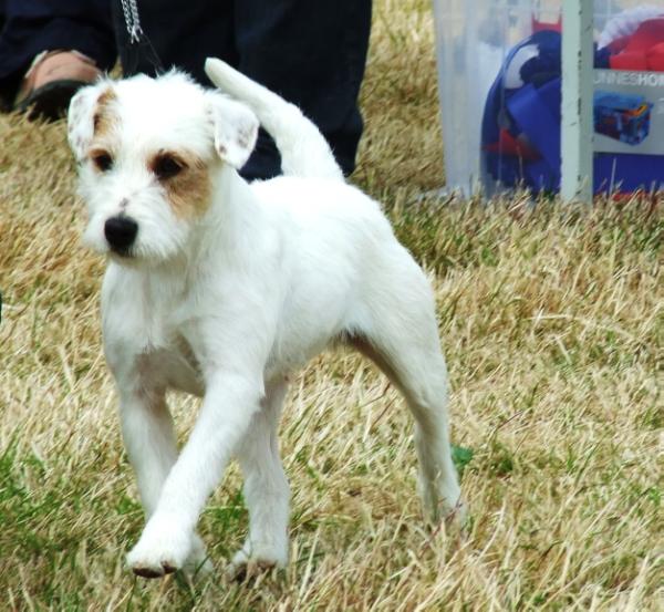 Torlishill Summer Breeze | Parson Russell Terrier 