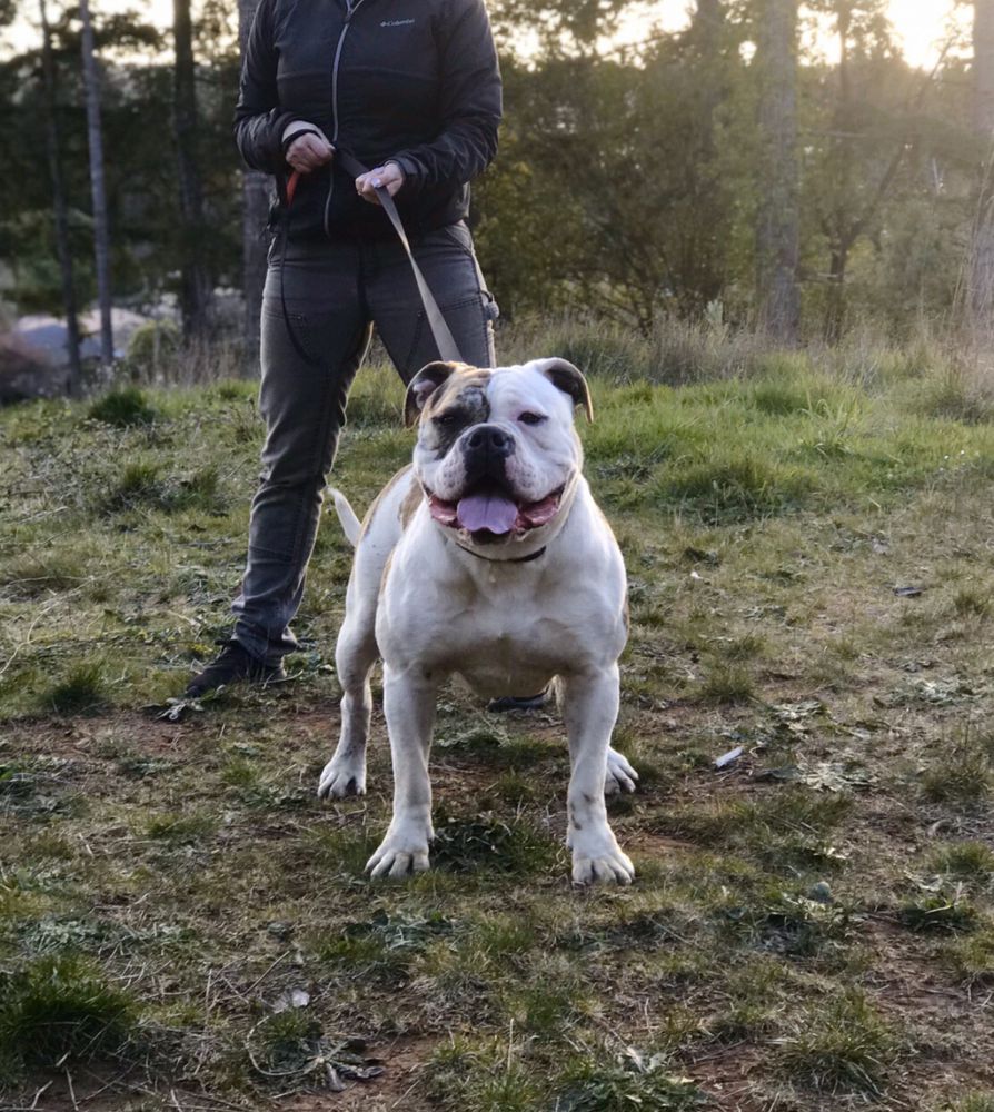 Fuerza’s Bola | American Bulldog 