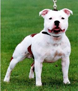 Tenacious Just Kidding | Staffordshire Bull Terrier 