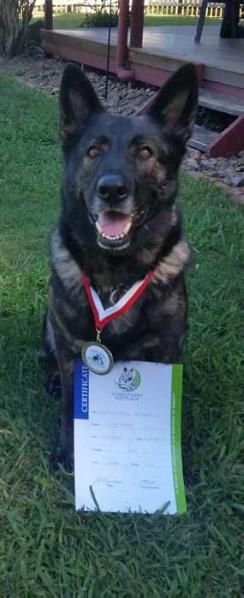 Kayrossi Prime Suspect A Z | German Shepherd Dog 
