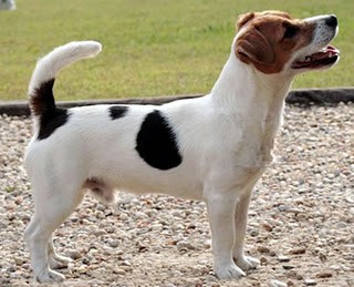 Faggio Di Moncalvo | Jack Russell Terrier 