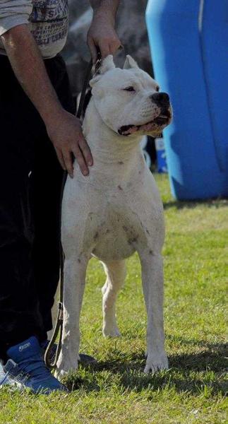 Vulcan del Don Cuarto | Argentine Dogo 
