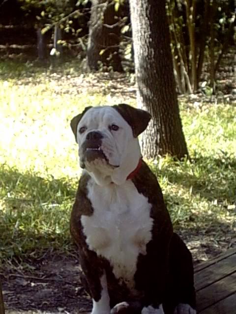 Texicanna Ruby | Olde English Bulldogge 