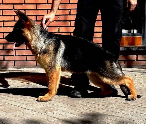 Nube de los Baguales | German Shepherd Dog 