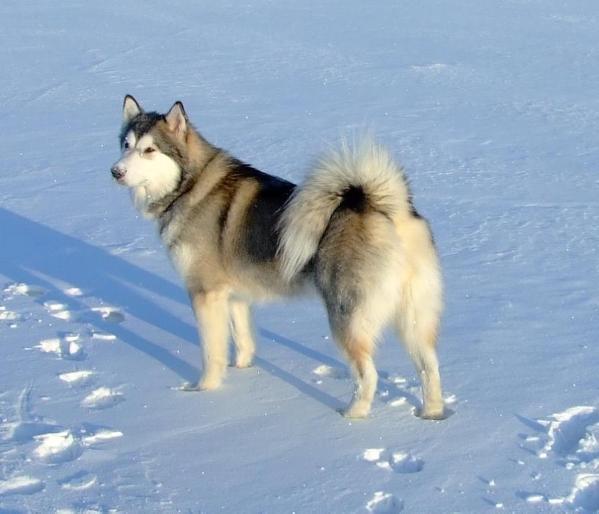 Amelhuk Adelina Zagadka Sibiri | Alaskan Malamute 